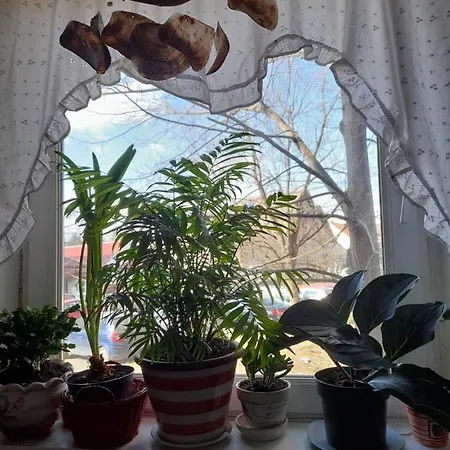 Anca 蒂米什瓦拉